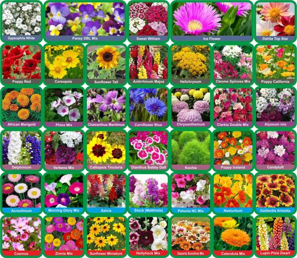 Aero Seeds Combo of 40 variety 3500+ flower seeds with instruction manual. Seed