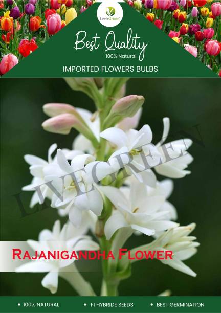 LIVE GREEN Tube Rose (RAJANIGANDHA) Aromatic Flowers Bulb, (100% GERMINETION (Pack of 5 Bulbs) (LIVE GREEN) Seed