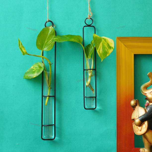 TIED RIBBONS Set of 2 Wall Hanging Test Tube Glass Planter with Metal Holder for Money Plant Vase Home Office Café Indoor Outdoor Table Top Wedding Birthday Party Decoration Items Plant Container Set