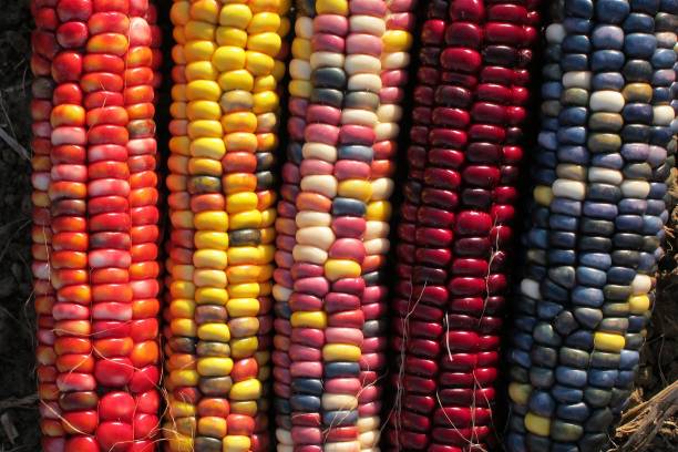 Nodoc Ornamental Multi Colour Corn Seed