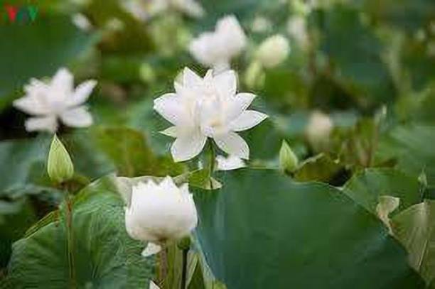 Nodoc Lotus White Seed