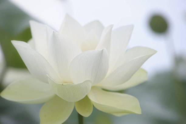 Nodoc White Lotus Seed