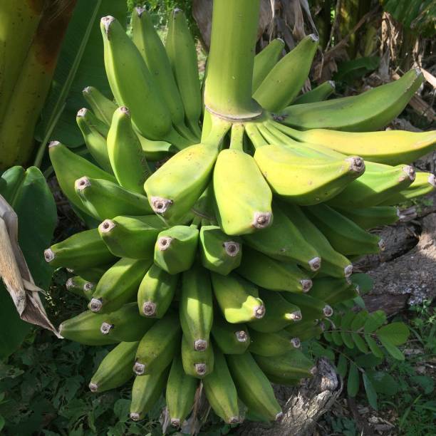 Platone Banana Plant