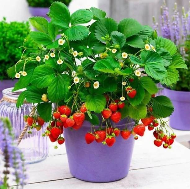 ROYAL NURSERY Strawberry Plant
