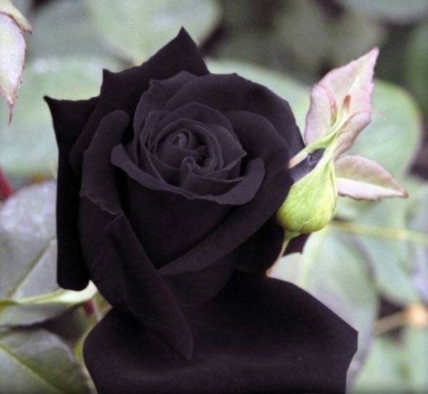 Platone Rose Plant