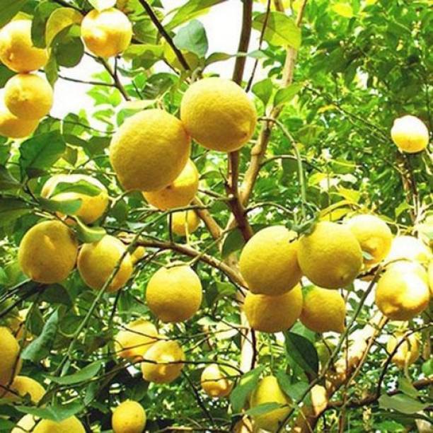 hasi plants Lemon Plant
