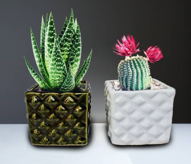 Preaura Set of 2(Green & White) ceramic Diamond cut pot(Plant not included) Plant Container Set
