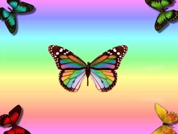 Butterfly Multicolour Photo Paper Print Poster Photographic Paper Photographic Paper