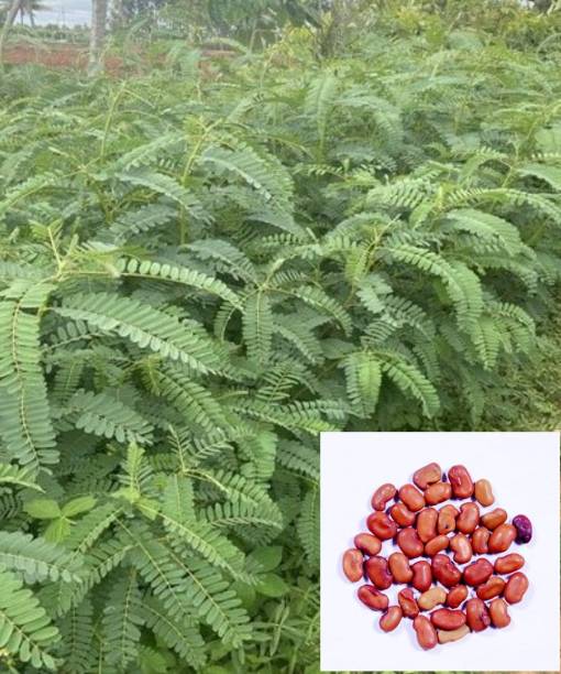 SRI SAI FORESTRY Agathi Seeds, Sesbania Grandiflora, Katurai, For Animal Fodder, Green Manure Seed