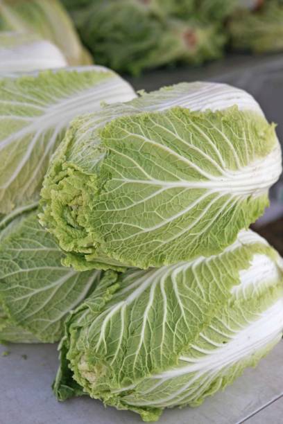 Nodoc Chinese cabbage Seed