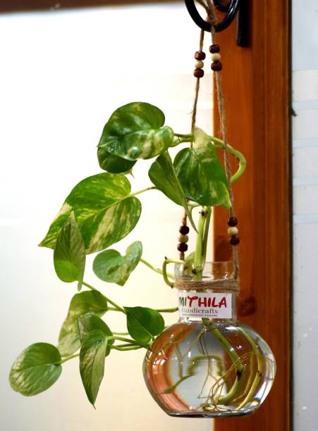 Namisha Round Glass Vase | For Money Plant, Lucky Bamboo Plant | with Jute Rope Hanging | Elagant Ball Shaped Vase | Flower Pot | Clear 12X10 Cm Glass Vase