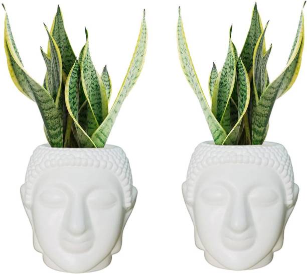 The Ubals Budha Face Flower Pot for Living Room Peaceful Calm Plant Container Set