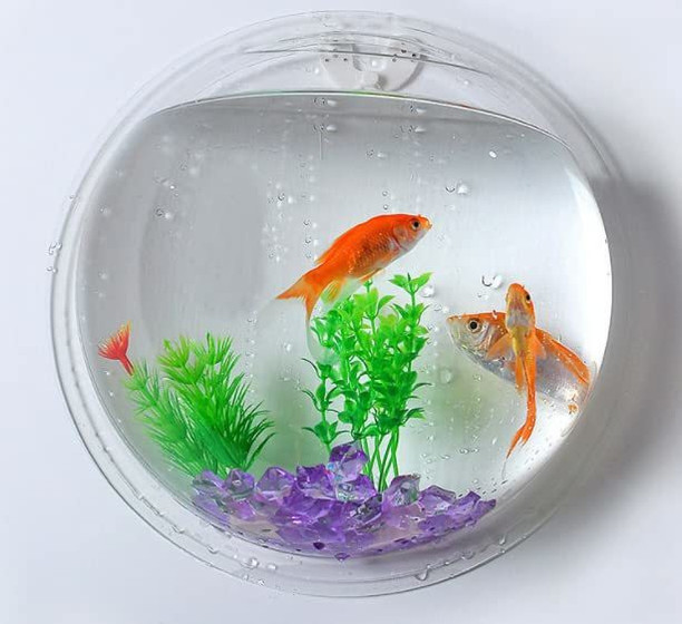 aquarium price online shopping