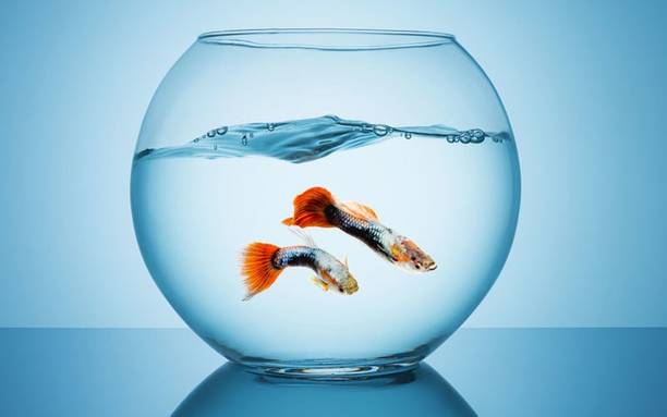 SAVORADE Glass Fish Tank for Small Betta Fish & Plants tank_0010i(10 INCH) Round Ends Aquarium Tank