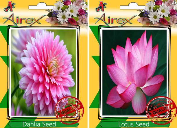 Flower Seeds Online At Best Prices In India Airex Dahlia Lotus Seed