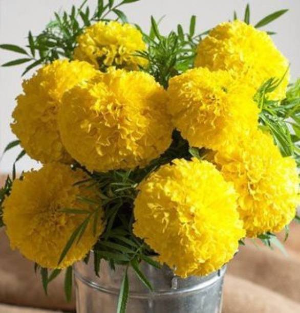 flower seeds buy flower seeds online at best prices in india