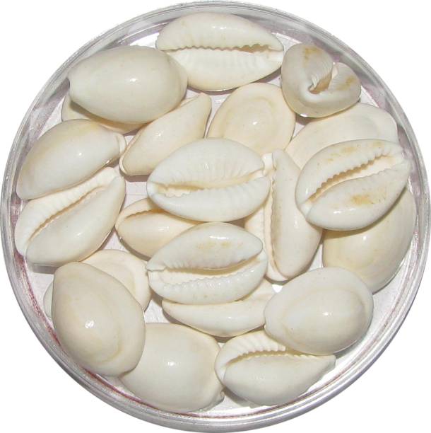 omkar White Cowrie - Lakshmi Gavvalu Safed Gora Cowrie Kawdi Kaudi Kowdi Sea Shell (21 Pieces) Sacred Shankh