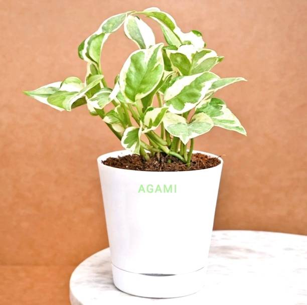 AGAMI White Money Plant