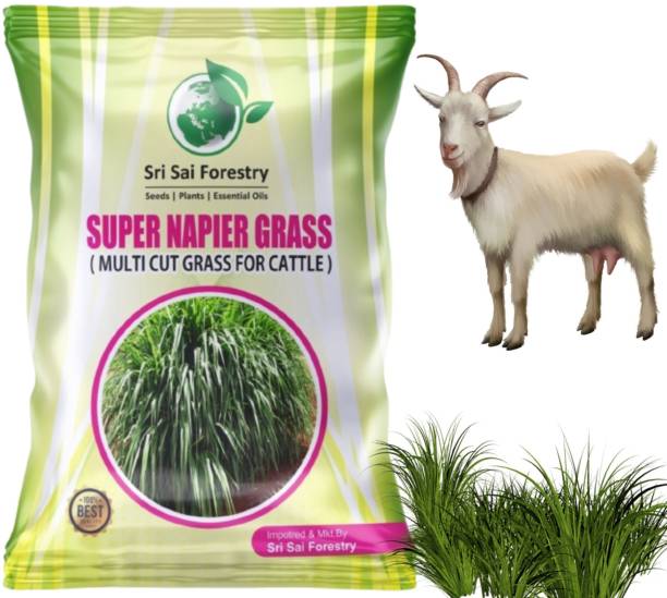 SRI SAI FORESTRY SUPER NAPIER GRASS SEED, High Yield, Multi Cut Grass Seed