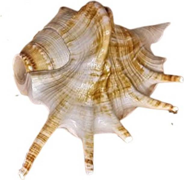 grenfel Conch Shell (13cm-7cm ) Natural Loud Blowing Shankh for Pooja Original Blowing Shankh