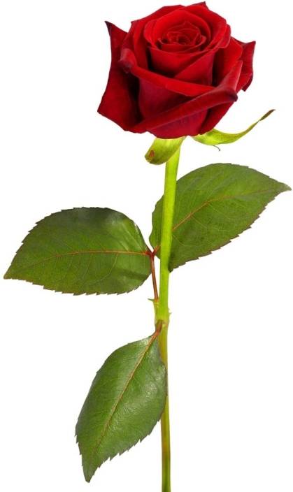 Home India Beautiful Valentine Gift to Express Love Red Rose Artificial ...