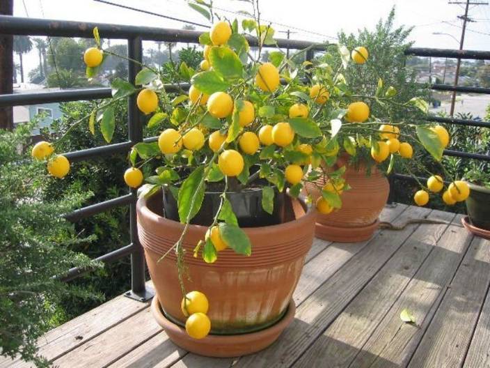 Bonsai Lemon Tree Buy Online - bonsai tree