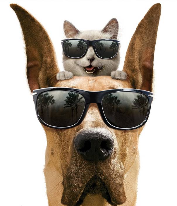 Akhuratha Poster Movie Marmaduke Sunglasses Dog Cat Funny Cute Hd