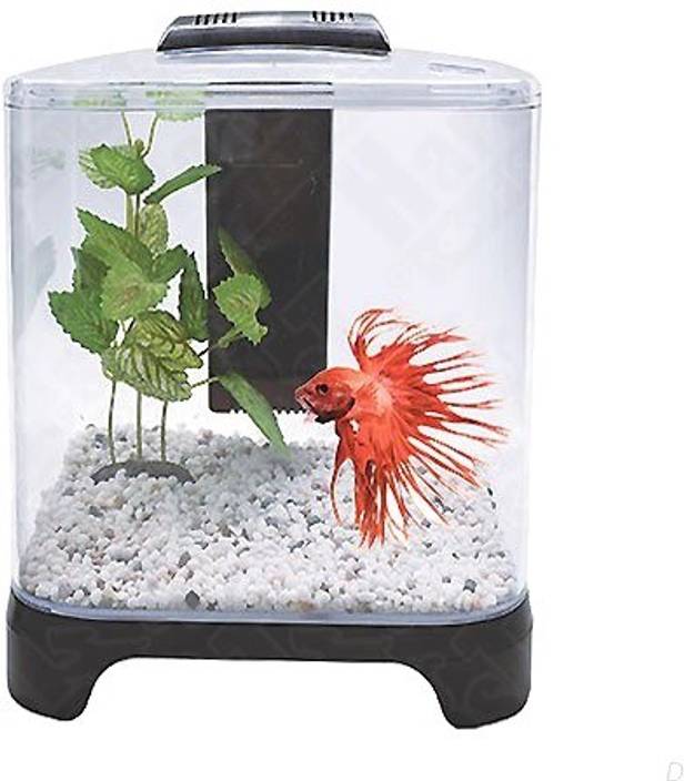 54+ Aquarium Design For Betta Fish Gratis Terbaru