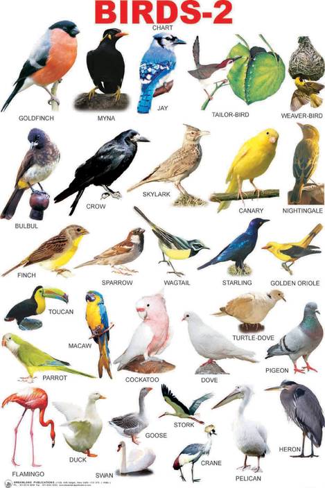 Birds Name Chart Poster Paper Print 18 Inch X 12 Inch