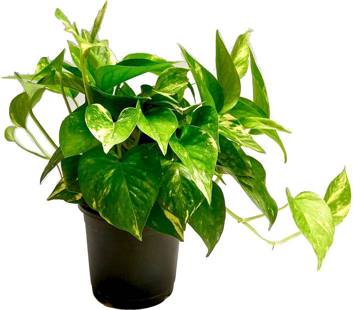 Root Bridges Money Plant Green Pothos Price In Root Bridges Money Plant Green Pothos