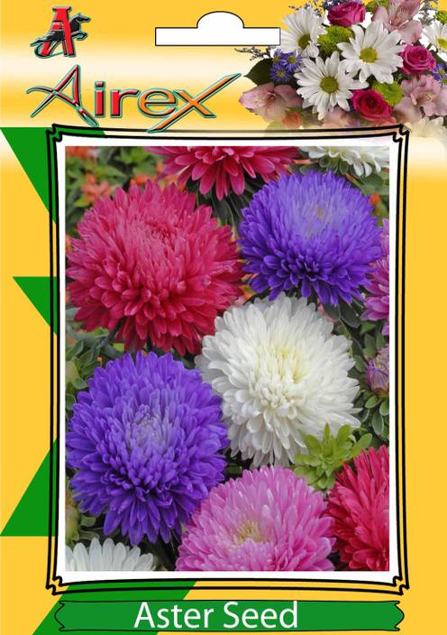 airex aster winter flower