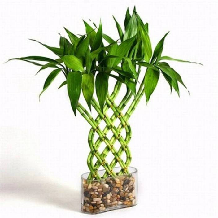 Priyathams Imported Stone Lucky Bamboo Plant Seed Price In India Priyathams Imported Stone Lucky Bamboo Plant Seed 10 Per Packet