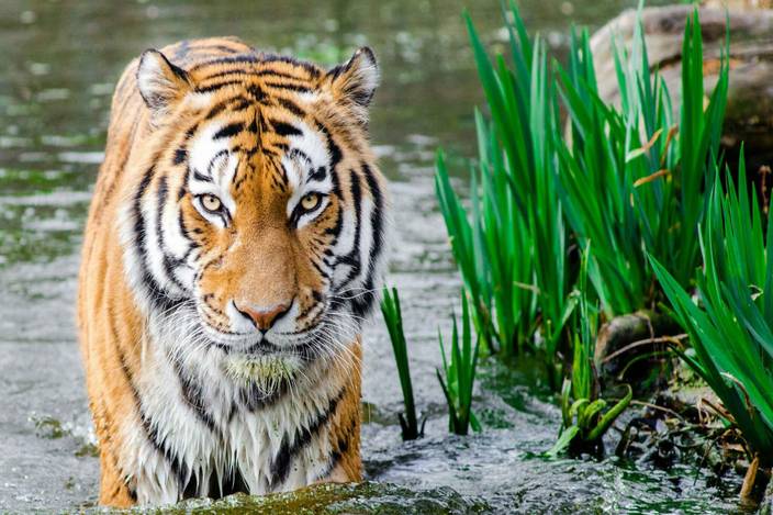 exclusive azohp2039 bengali tiger