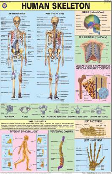 Human Body Chart In Hindi