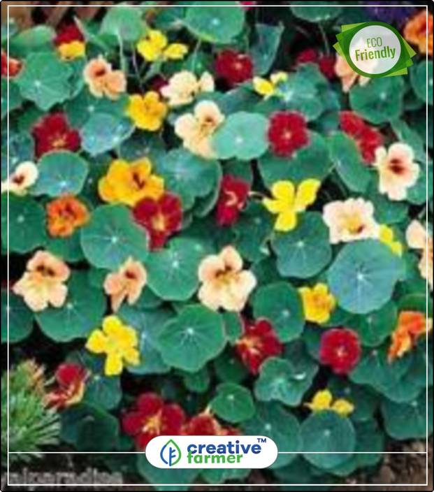 Creative Farmer Indian Cress Garden Plant Seeds Kitchen Garden