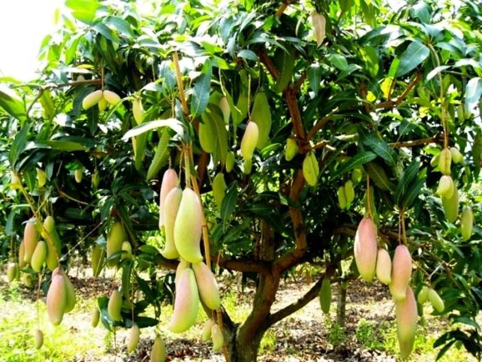 Image result for mango tree