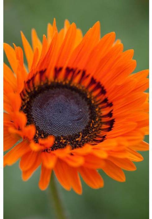 Ohhsome Venidium Orange Prince Pfp Seeds For Kitchen Garden