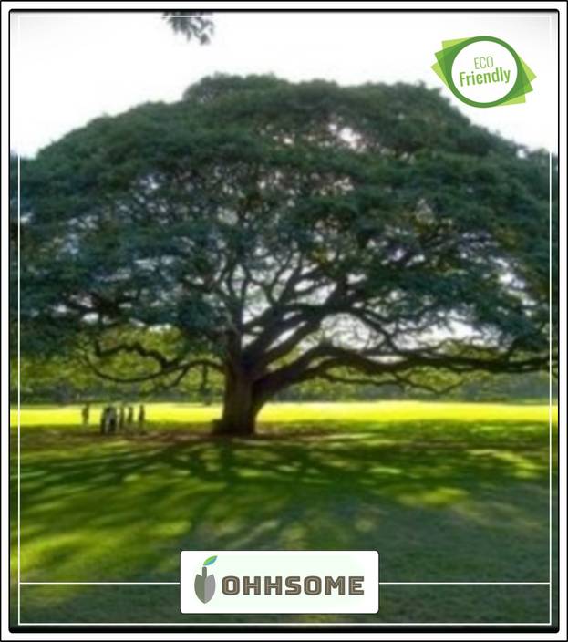 Ohhsome Tree Seeds Monkey Pod Good Shade Tree For Small