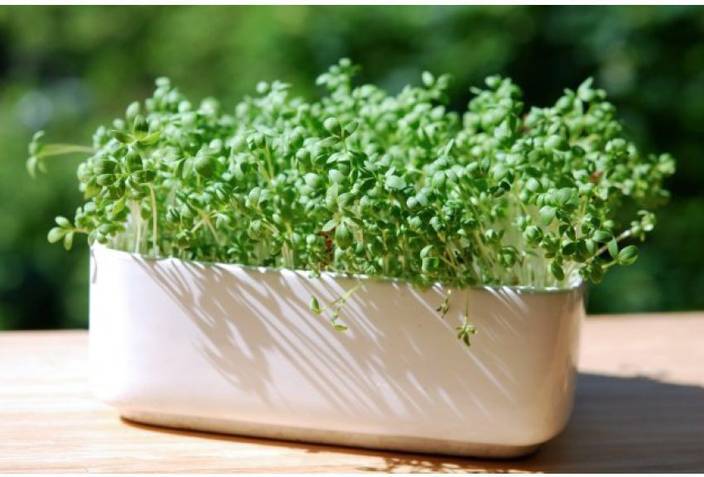 Ohhsome Herb Seeds Home Depot Pepper Grass Indoor Kitchen Garden