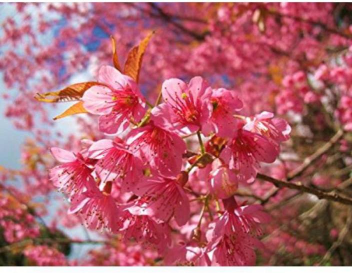 Ohhsome Tree Seeds Wild Himalayan Cherry Pink Flower Home