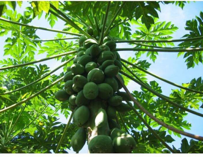 Ohhsome Thai Papaya Seeds Dwarf Variety Very Sweet Delicious Fruit