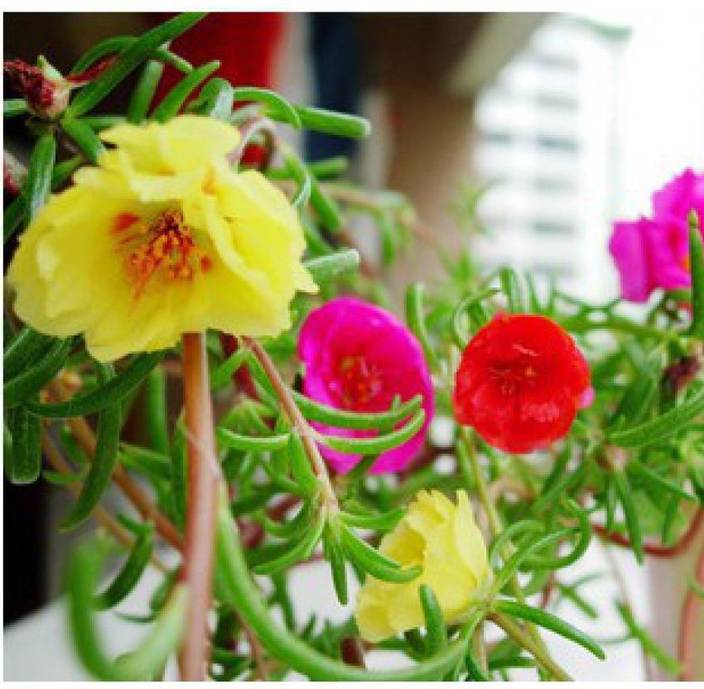 Ohhsome Flower Seeds Mexican Rose For Rainy