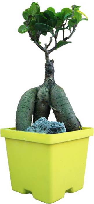 How Long Does A Bonsai Tree Live For - bonsai tree