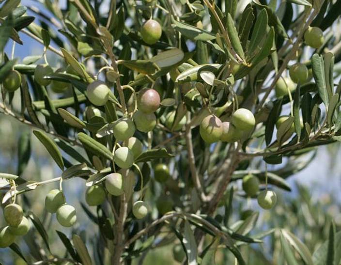 Trothic Gardens Hybrid Rare Olea Europaea European Olive
