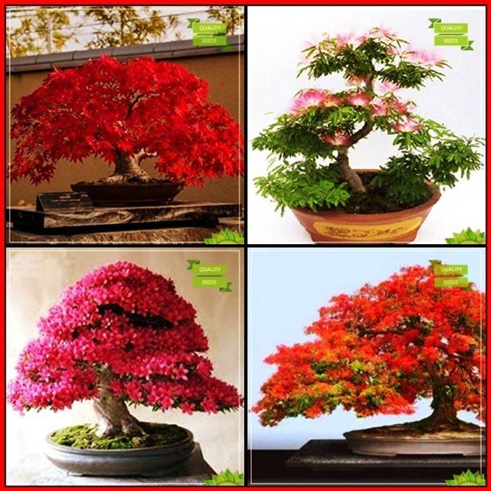 Gulmohar Tree Bonsai Bonsai Tree Drawing for kids section teaches kids how to draw different things step by step. gulmohar tree bonsai bonsai tree