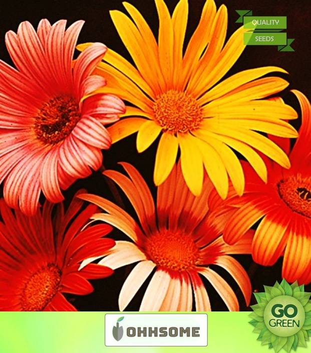 Ohhsome Flower Seeds Daisy Yellow Mixed Organic Garden Home