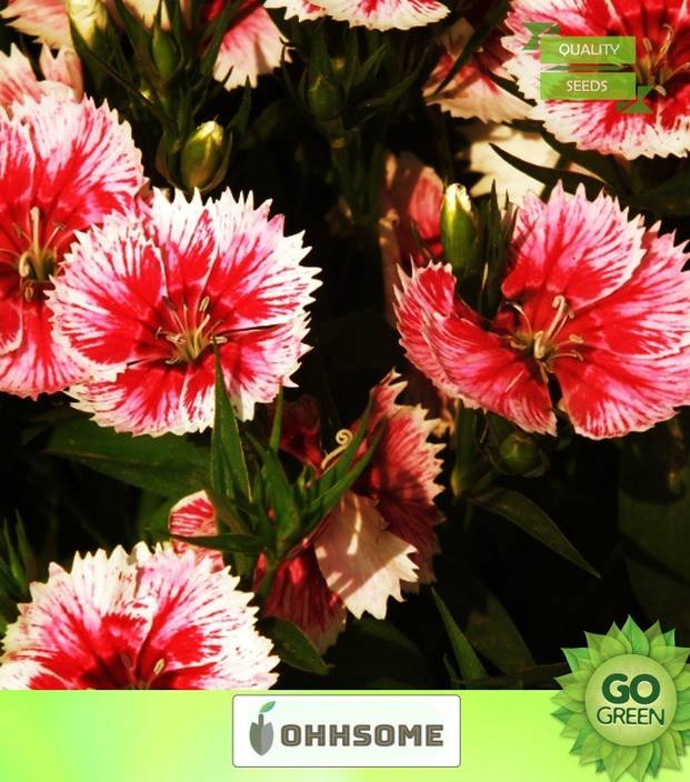 Ohhsome Flower Seed Dianthus Arctic Fire Flower Seeds For