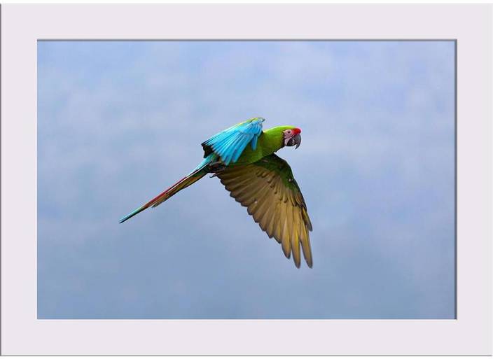 Artzfolio Military Macaw Framed Art Print Digital Reprint 7 Inch X