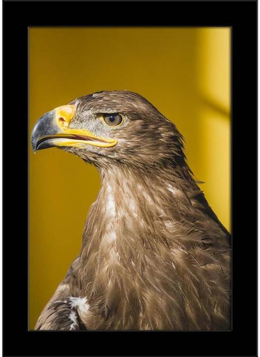 Artzfolio Golden Eagle Framed Art Print Digital Reprint 105