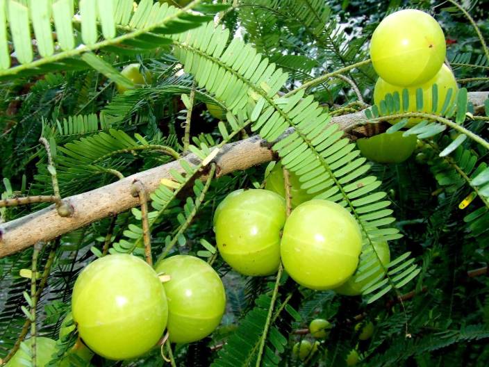 Amla And Its Health Benefits - Karthika Masam Special Foods